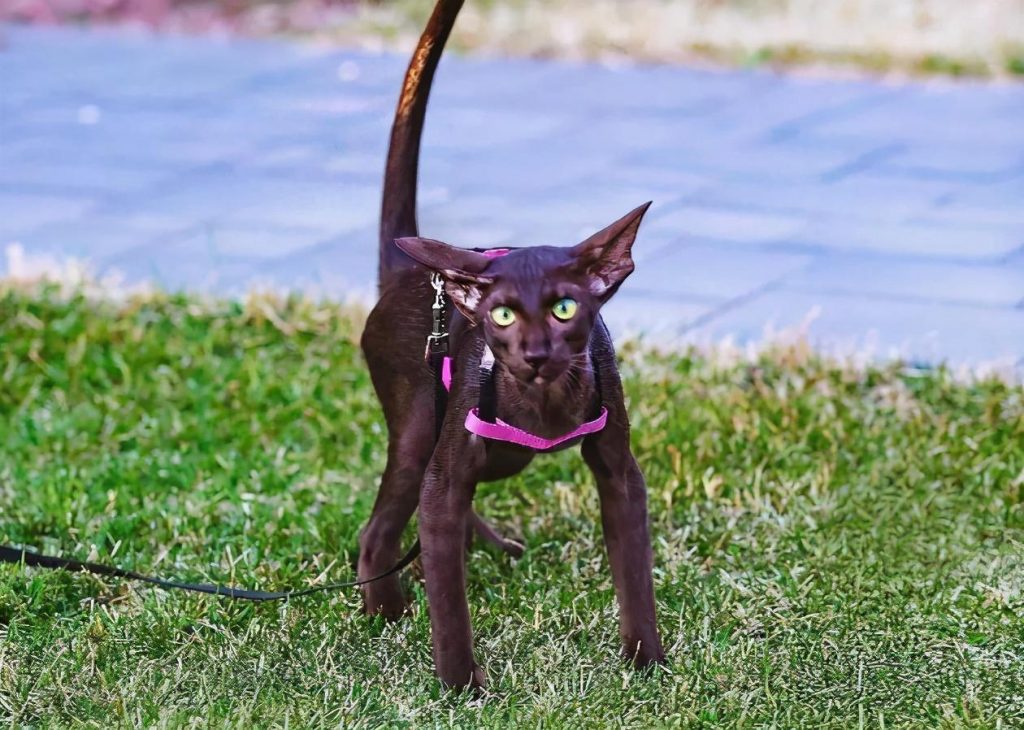 30种知名的猫咪,你都认识吗?(猫咪的品种以及图片展示)(图11)