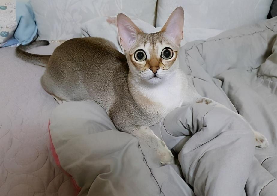 30种知名的猫咪,你都认识吗?(猫咪的品种以及图片展示)(图12)