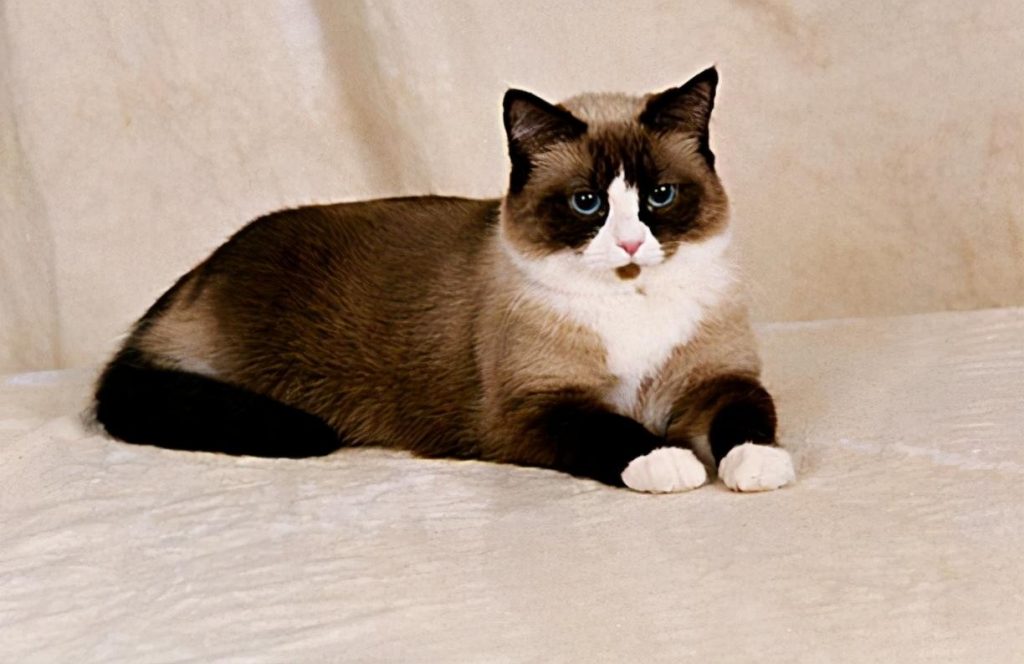 30种知名的猫咪,你都认识吗?(猫咪的品种以及图片展示)(图13)