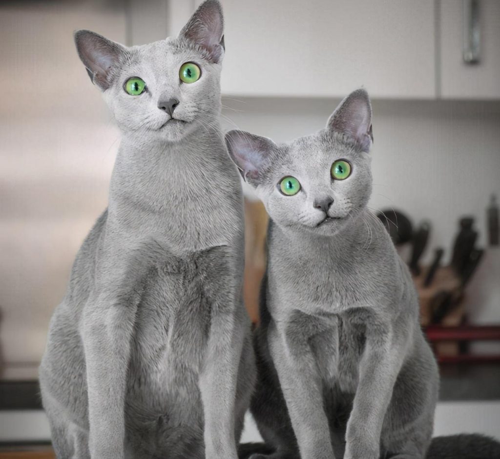 30种知名的猫咪,你都认识吗?(猫咪的品种以及图片展示)(图14)