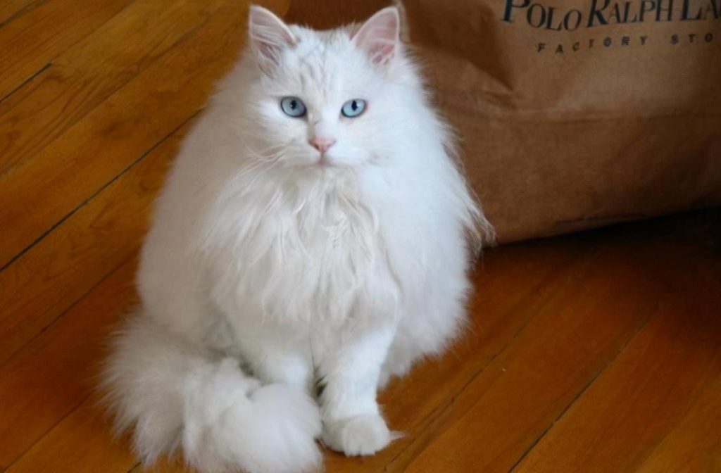 30种知名的猫咪,你都认识吗?(猫咪的品种以及图片展示)(图16)