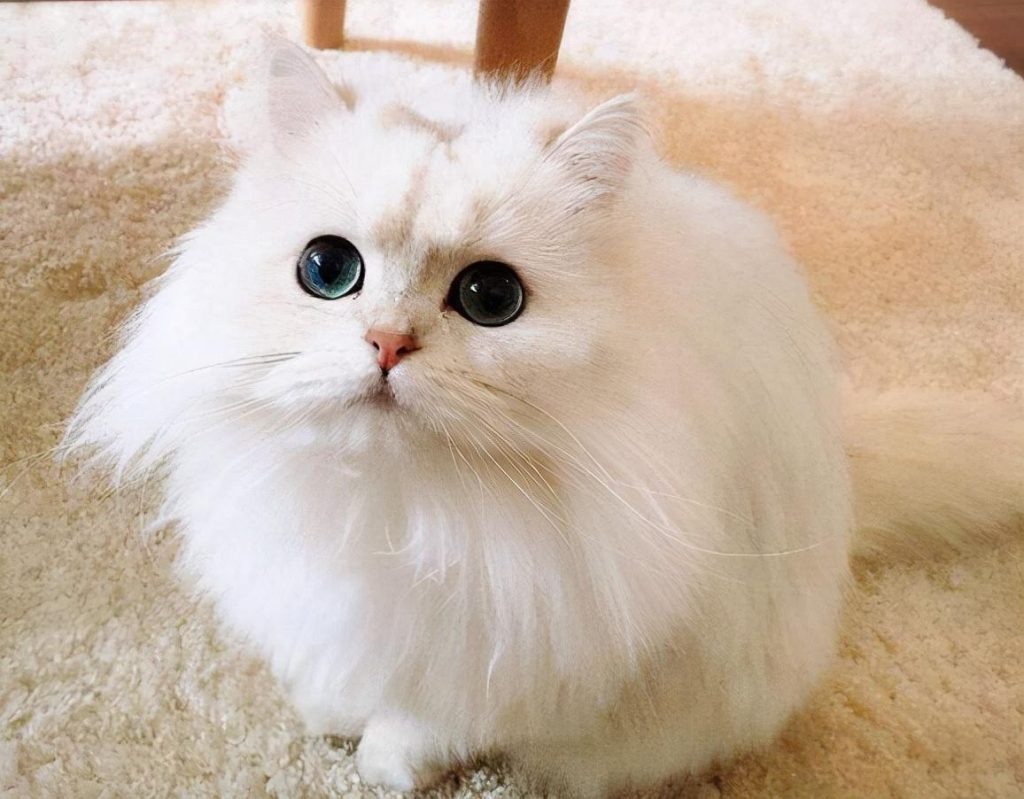 30种知名的猫咪,你都认识吗?(猫咪的品种以及图片展示)(图17)