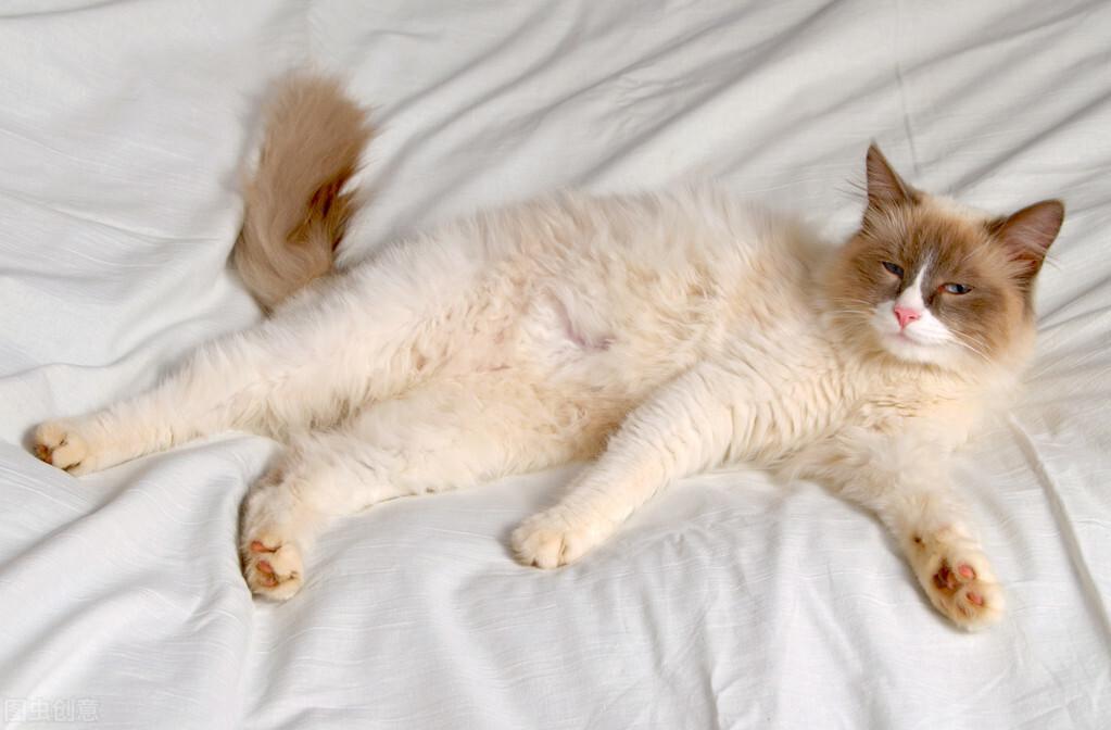 30种知名的猫咪,你都认识吗?(猫咪的品种以及图片展示)(图21)