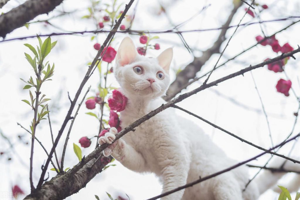 30种知名的猫咪,你都认识吗?(猫咪的品种以及图片展示)(图20)