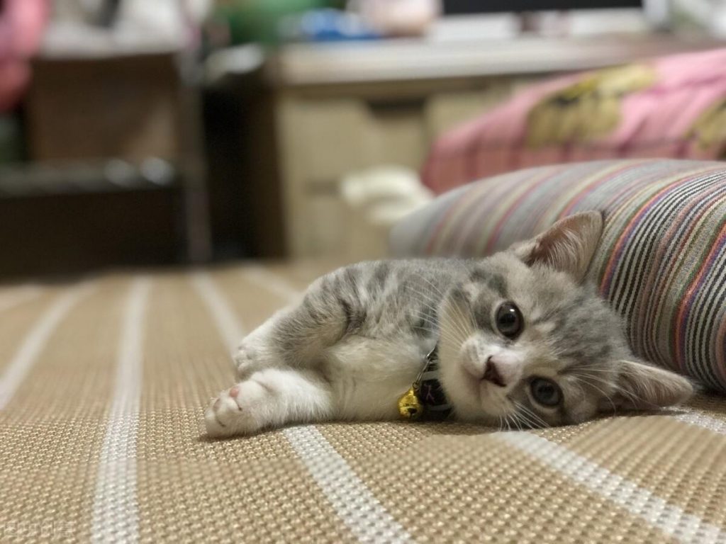 30种知名的猫咪,你都认识吗?(猫咪的品种以及图片展示)(图25)