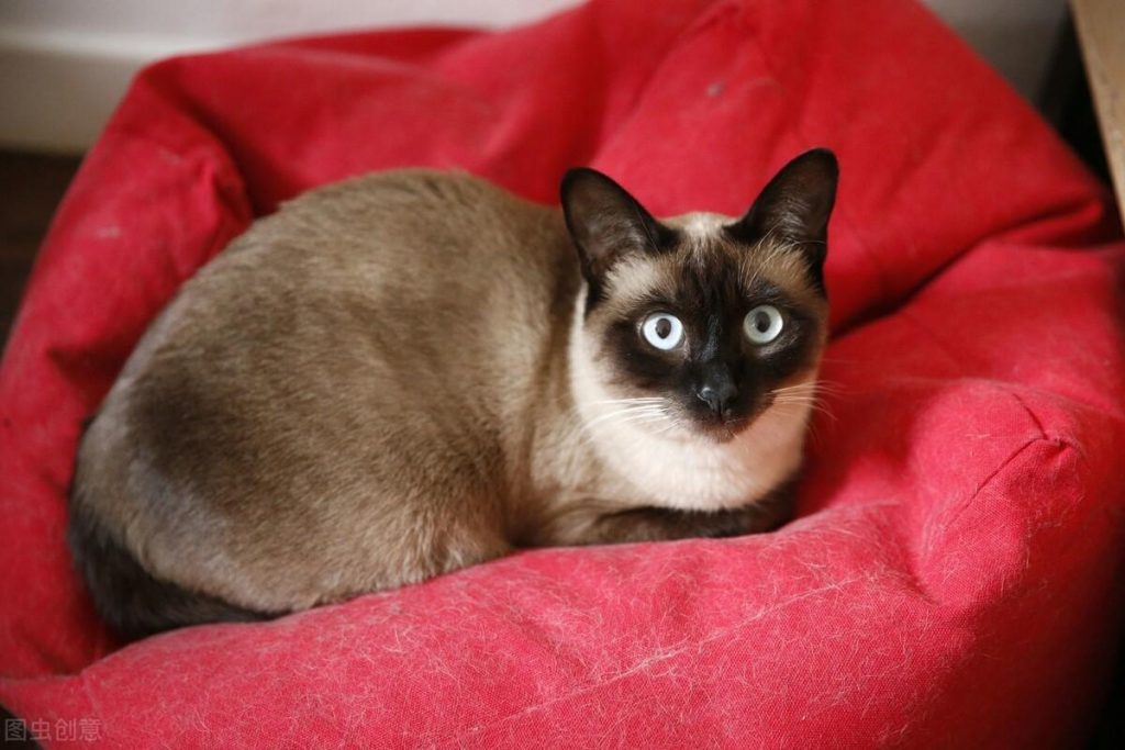 30种知名的猫咪,你都认识吗?(猫咪的品种以及图片展示)(图28)