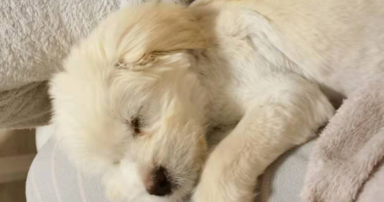 想靠养猫走出emo的年轻人,如今更崩溃了(图1)