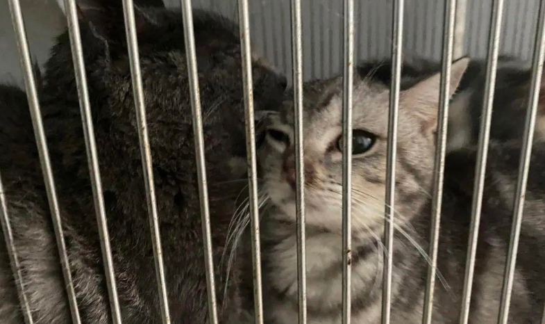 苏州偷猫曝光!当事人被偷猫贼拖行致脑震荡(图8)