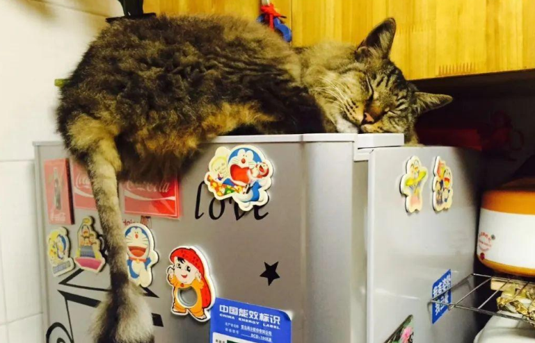 苏州偷猫曝光!当事人被偷猫贼拖行致脑震荡(图9)