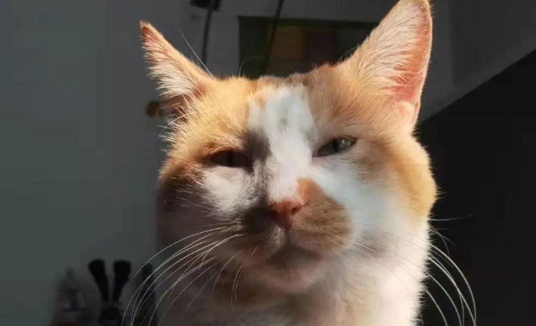 苏州偷猫曝光!当事人被偷猫贼拖行致脑震荡(图16)