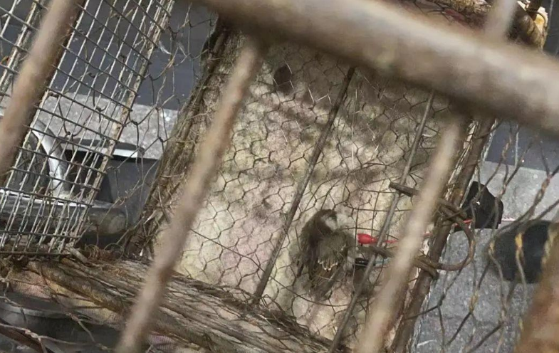 苏州偷猫曝光!当事人被偷猫贼拖行致脑震荡(图17)