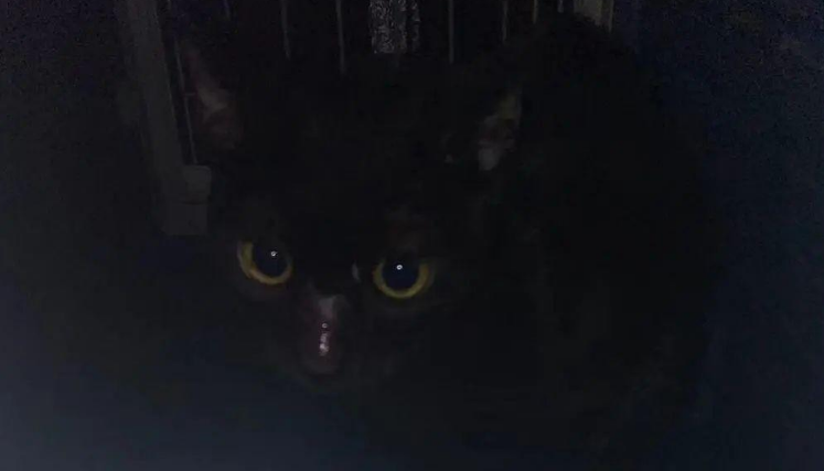 苏州偷猫曝光!当事人被偷猫贼拖行致脑震荡(图20)