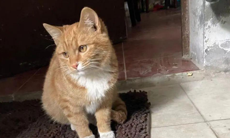 苏州偷猫曝光!当事人被偷猫贼拖行致脑震荡(图32)