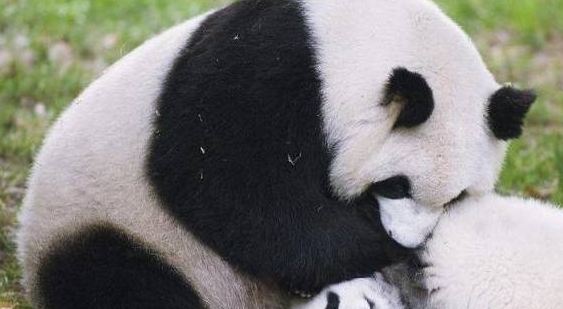 熊猫在动物园内“撸串”,游客担心它被竹签扎,奶爸的回答亮了(图3)