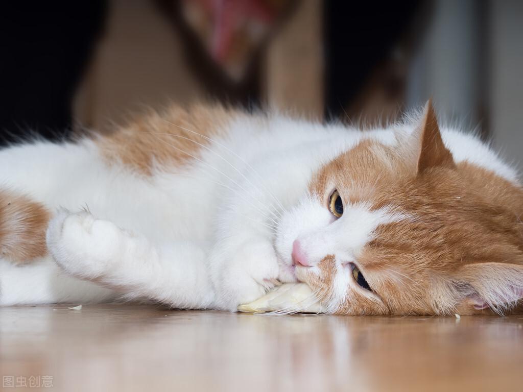 如何正确地使用猫薄荷?猫薄荷正确使用方法(图3)