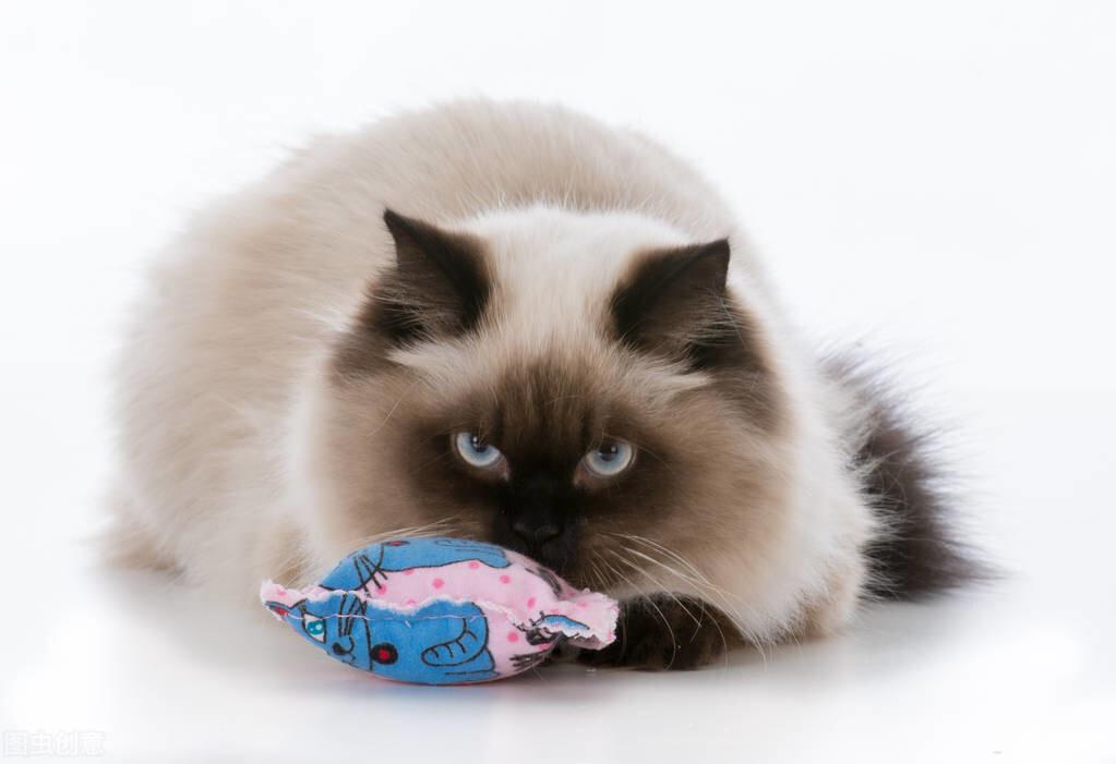 如何正确地使用猫薄荷?猫薄荷正确使用方法(图5)