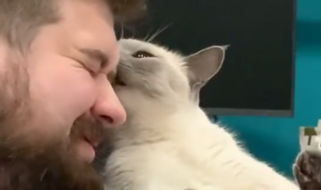 主人只顾玩游戏,猫咪使出“谋杀计”,还想搞坏电脑:抓烂你的脸(图1)