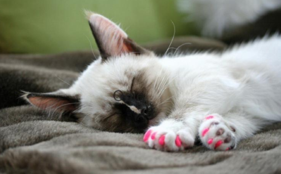 猫咪又抓坏了家里沙发?2招帮你解决这个问题(图2)