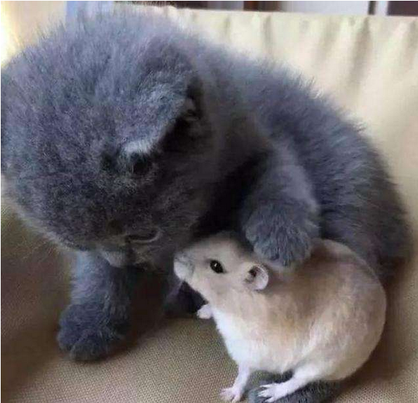 猫咪又抓坏了家里沙发?2招帮你解决这个问题(图5)