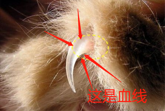 猫咪又抓坏了家里沙发?2招帮你解决这个问题(图6)