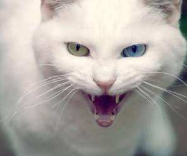 猫咪又抓坏了家里沙发?2招帮你解决这个问题(图7)