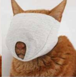 猫咪又抓坏了家里沙发?2招帮你解决这个问题(图10)