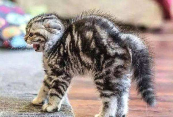 猫咪又抓坏了家里沙发?2招帮你解决这个问题(图13)