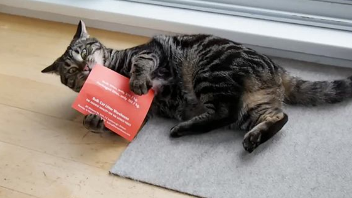 猫咪又抓坏了家里沙发?2招帮你解决这个问题(图14)