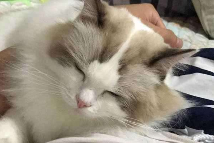 猫咪又抓坏了家里沙发?2招帮你解决这个问题(图15)