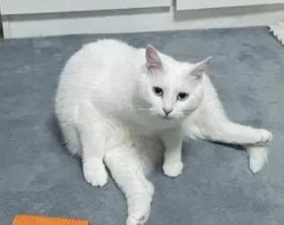 前几天救助回来一只小猫咪,不是流浪猫(图1)