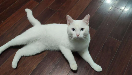 前几天救助回来一只小猫咪,不是流浪猫(图2)