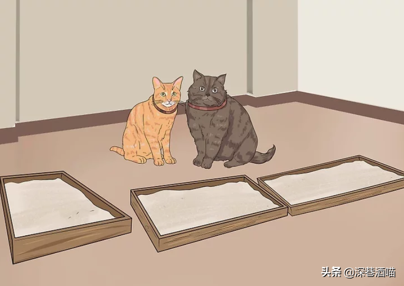 原宿猫不接纳新猫咪怎么办?帮助它们熟悉新的社交环境,培养友好关系(图3)