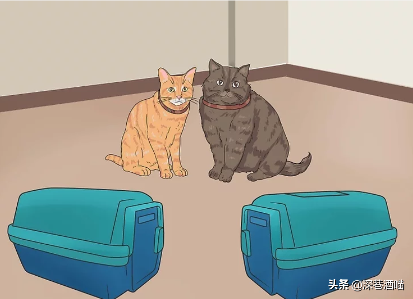 原宿猫不接纳新猫咪怎么办?帮助它们熟悉新的社交环境,培养友好关系(图5)