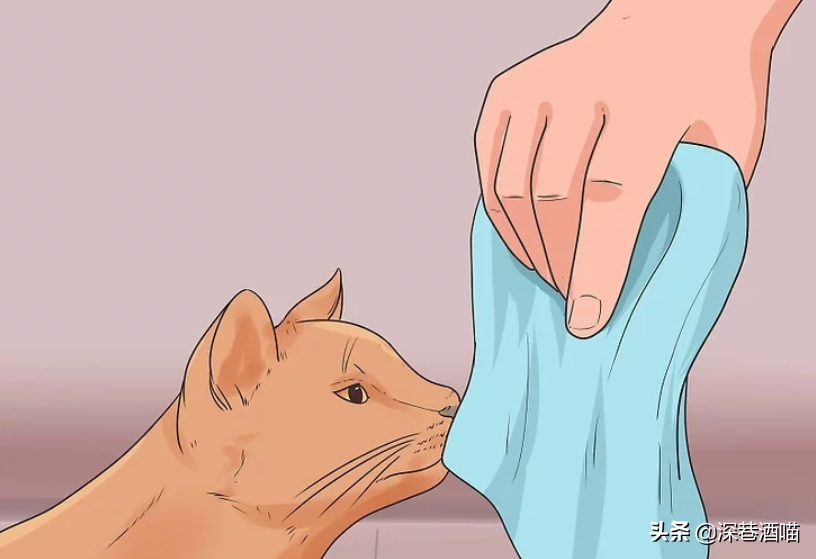 原宿猫不接纳新猫咪怎么办?帮助它们熟悉新的社交环境,培养友好关系(图7)