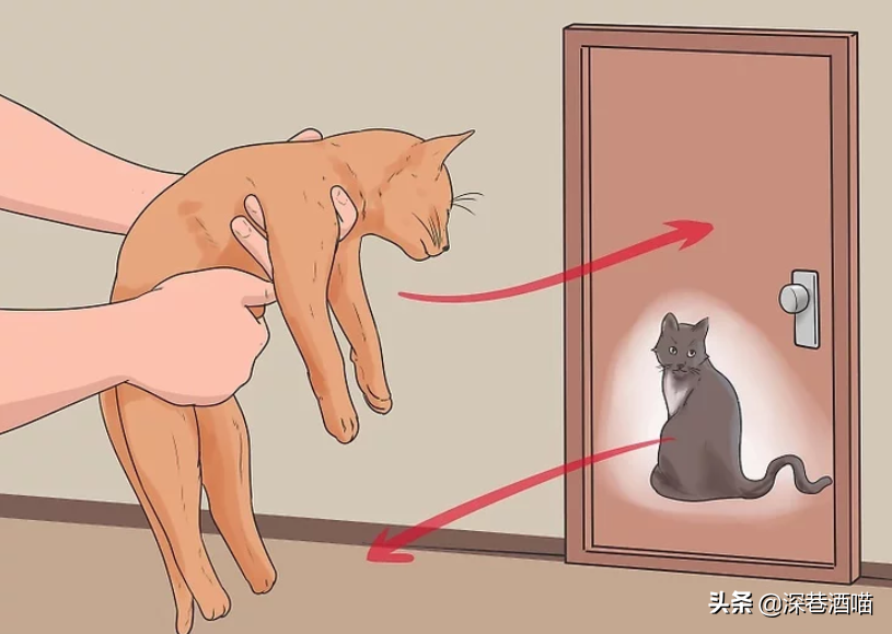 原宿猫不接纳新猫咪怎么办?帮助它们熟悉新的社交环境,培养友好关系(图9)