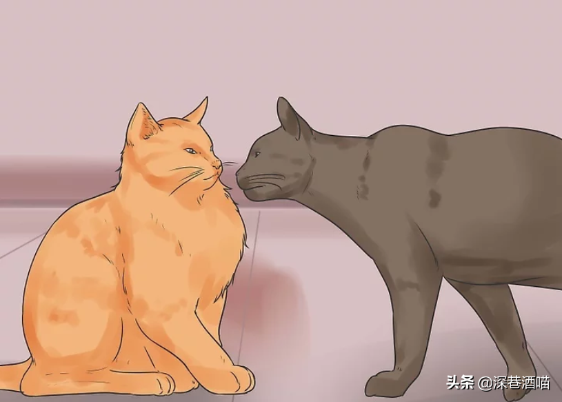 原宿猫不接纳新猫咪怎么办?帮助它们熟悉新的社交环境,培养友好关系(图10)