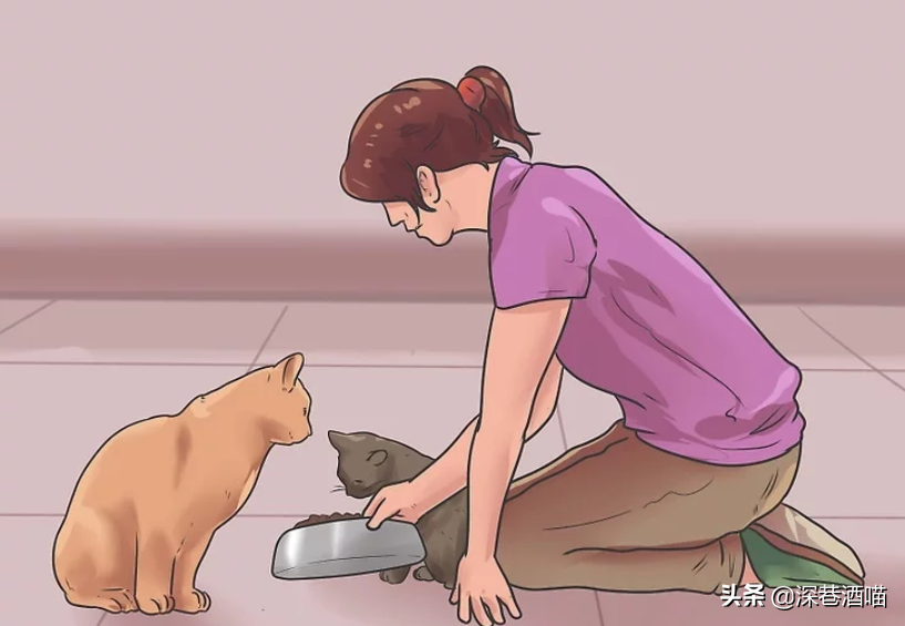 原宿猫不接纳新猫咪怎么办?帮助它们熟悉新的社交环境,培养友好关系(图11)