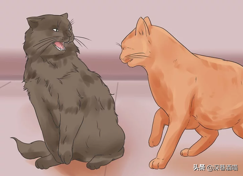 原宿猫不接纳新猫咪怎么办?帮助它们熟悉新的社交环境,培养友好关系(图12)