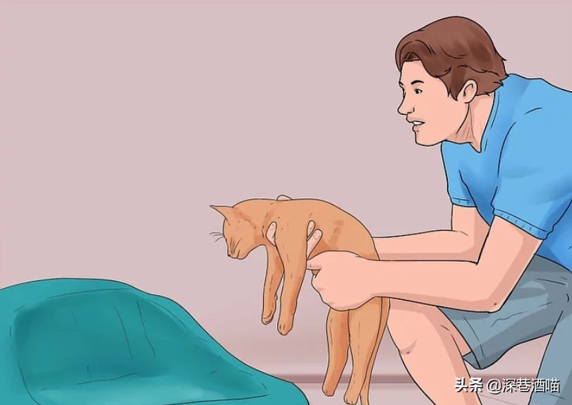 原宿猫不接纳新猫咪怎么办?帮助它们熟悉新的社交环境,培养友好关系(图13)