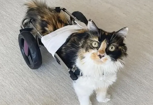 猫咪下肢瘫痪无法站立,重获新生穿鱼尾装(图2)