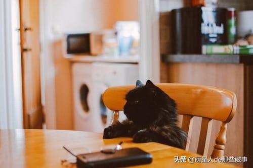 为什么要给猫咪梳毛?猫咪毛发总打结,学会这招,轻松搞定(图2)