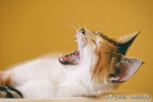 为什么要给猫咪梳毛?猫咪毛发总打结,学会这招,轻松搞定(图5)