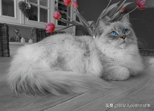 为什么要给猫咪梳毛?猫咪毛发总打结,学会这招,轻松搞定(图7)