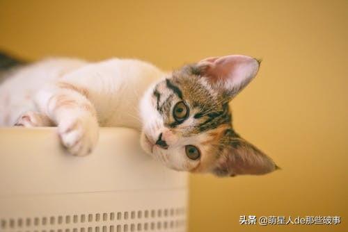 为什么要给猫咪梳毛?猫咪毛发总打结,学会这招,轻松搞定(图6)