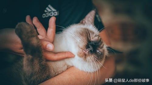 为什么要给猫咪梳毛?猫咪毛发总打结,学会这招,轻松搞定(图8)
