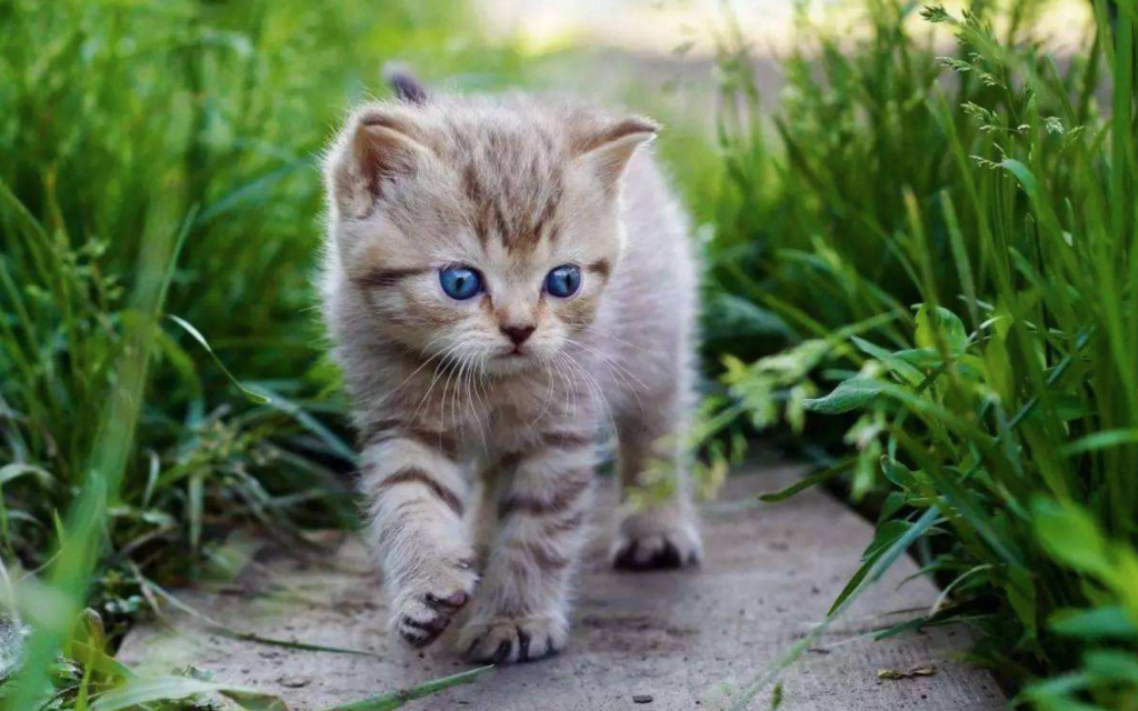 猫咪也会便秘,引发猫咪便秘的表现,这些预防措施及便秘特征要牢记(图1)