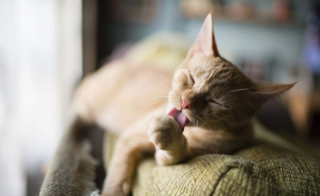 猫咪也会便秘,引发猫咪便秘的表现,这些预防措施及便秘特征要牢记(图2)