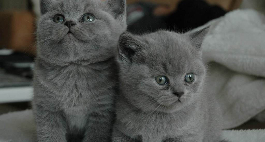 猫咪也会便秘,引发猫咪便秘的表现,这些预防措施及便秘特征要牢记(图3)