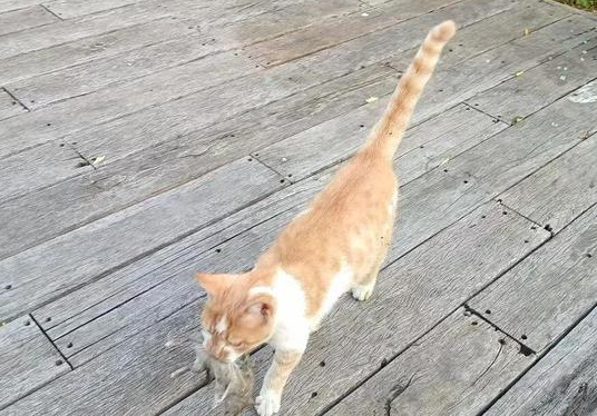 国内首例:猫把人咬伤后,猫咪却毒发离世了(图1)