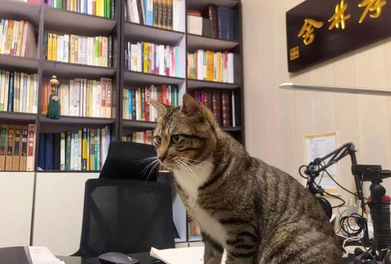 国内首例:猫把人咬伤后,猫咪却毒发离世了(图2)